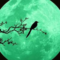 天空间谍头像