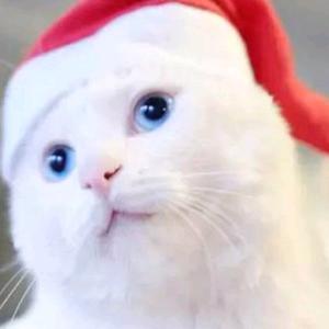 不吃鱼的猫长不胖头像