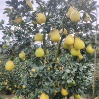 用户7408910766745头像