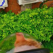 把你绑在猪上的林欣的个人资料头像