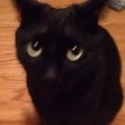 黑猫警长907的个人资料头像