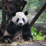 SpringInMyHometown的个人资料头像