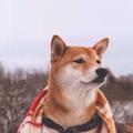 一胡清酒喝五壶头像