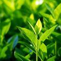 骄阳似火头像