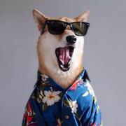 CodeJh的个人资料头像