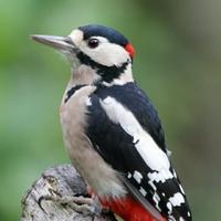 歪嘴儿小甜甜头像