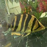 漂泊的北区仔700头像