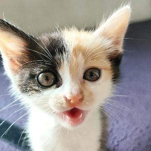 卷筒粉和三花猫头像