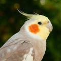 荷晴HQ头像