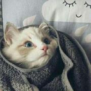 小秦不会技术的个人资料头像