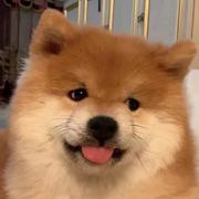 核桃花生酥的个人资料头像