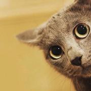 Joseph的个人资料头像