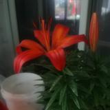 忧郁蓝色胖子头像