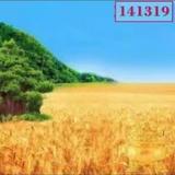 希迪662头像