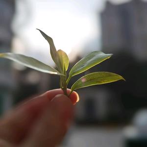 emmm深秋头像
