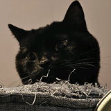 需要磨练的年轻教练头像