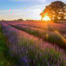 傻瓜喝醋的个人资料头像