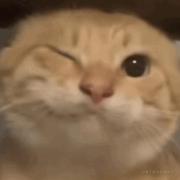 西西cc的个人资料头像