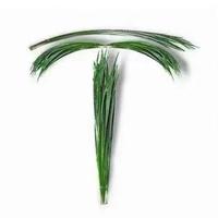 特斯拉的韭菜头像