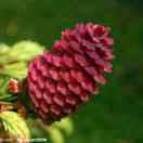 青砖头的个人资料头像