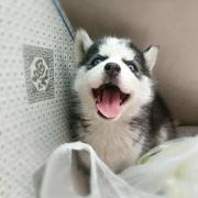 听风丶的个人资料头像