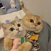 苏幕遮755的个人资料头像