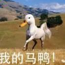 巴厍妖的个人资料头像