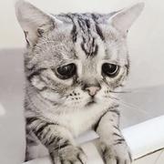 Katte的个人资料头像