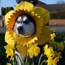 Husky酱的个人资料头像