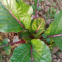 做个俗人25032头像