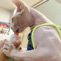 肚巴下面是什么巴头像