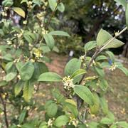 樱小小的个人资料头像