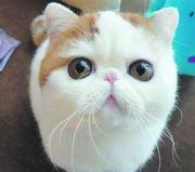 自带背景音乐的男孩的个人资料头像