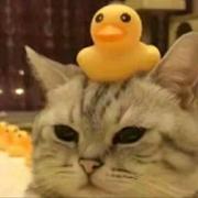 Nevermore阳的个人资料头像