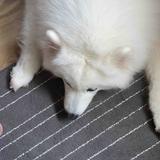 C c头像