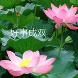 xl245850头像