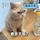 老实人赵老实头像