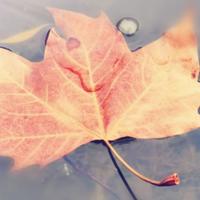 jbx雪山飞狐头像