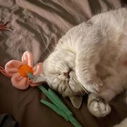 勇敢小赵不怕困难的个人资料头像