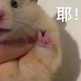 缝纫机445头像
