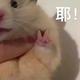 缝纫机445头像