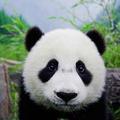 Hsiang20头像
