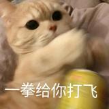 粉肠橘猫头像