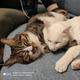 猫咪杨七七 · 哈弗大狗车主·车龄3年头像