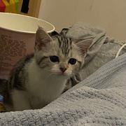 CodingKing的个人资料头像