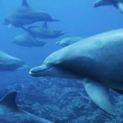 陈振宇的个人资料头像