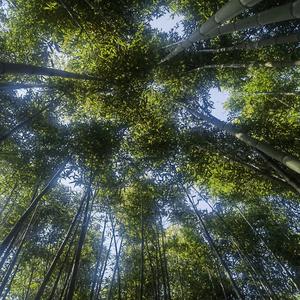 全栈ACE头像