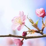 樊宇飞-陌上花开头像