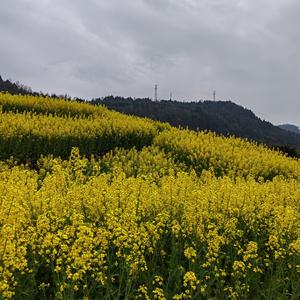 豆豆的幸福头像