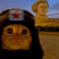 华北八碗炖小鱼头像